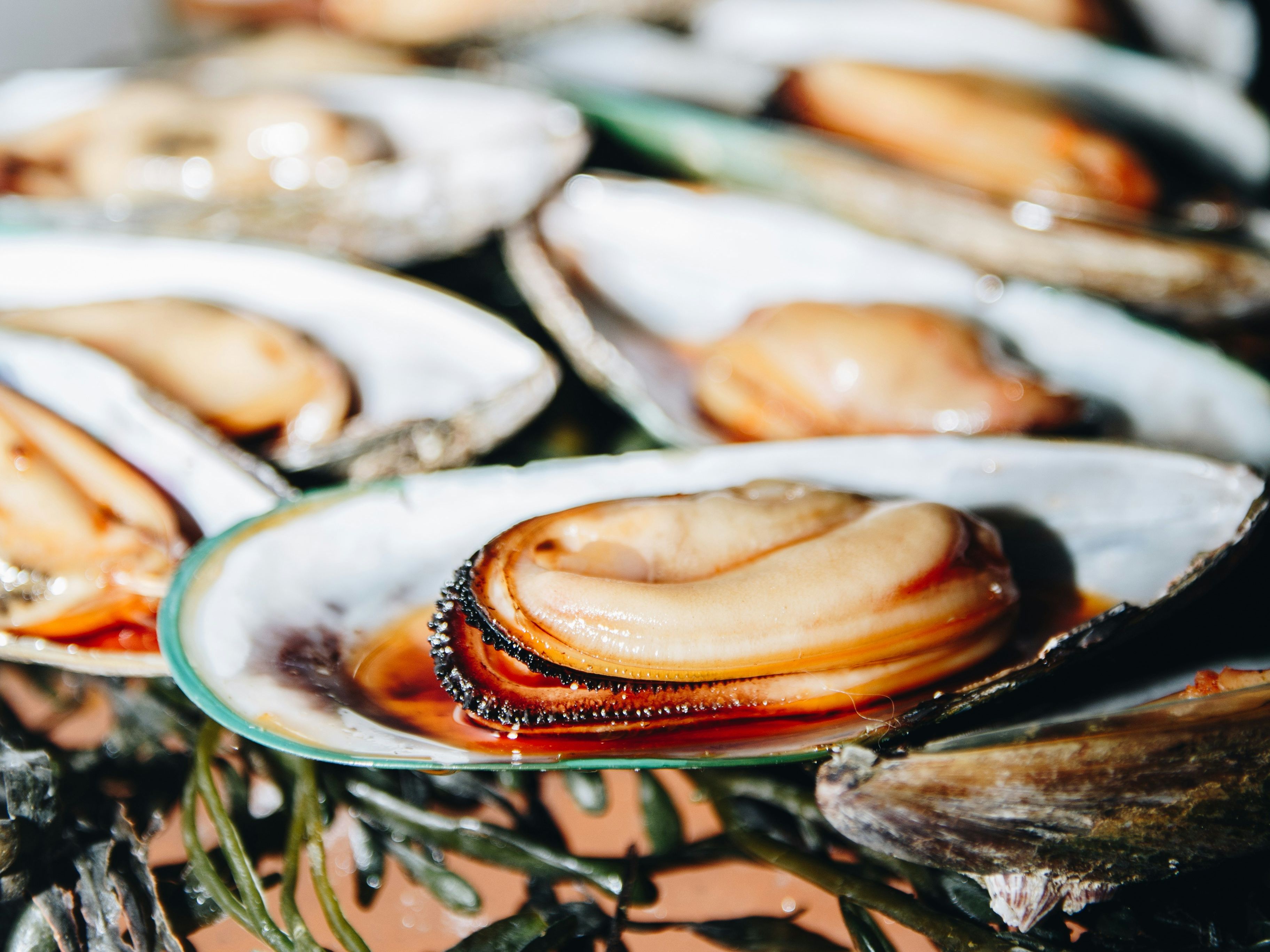 Close-up of fresh mussels on the half shell arranged on seaweed