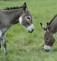 Donkey