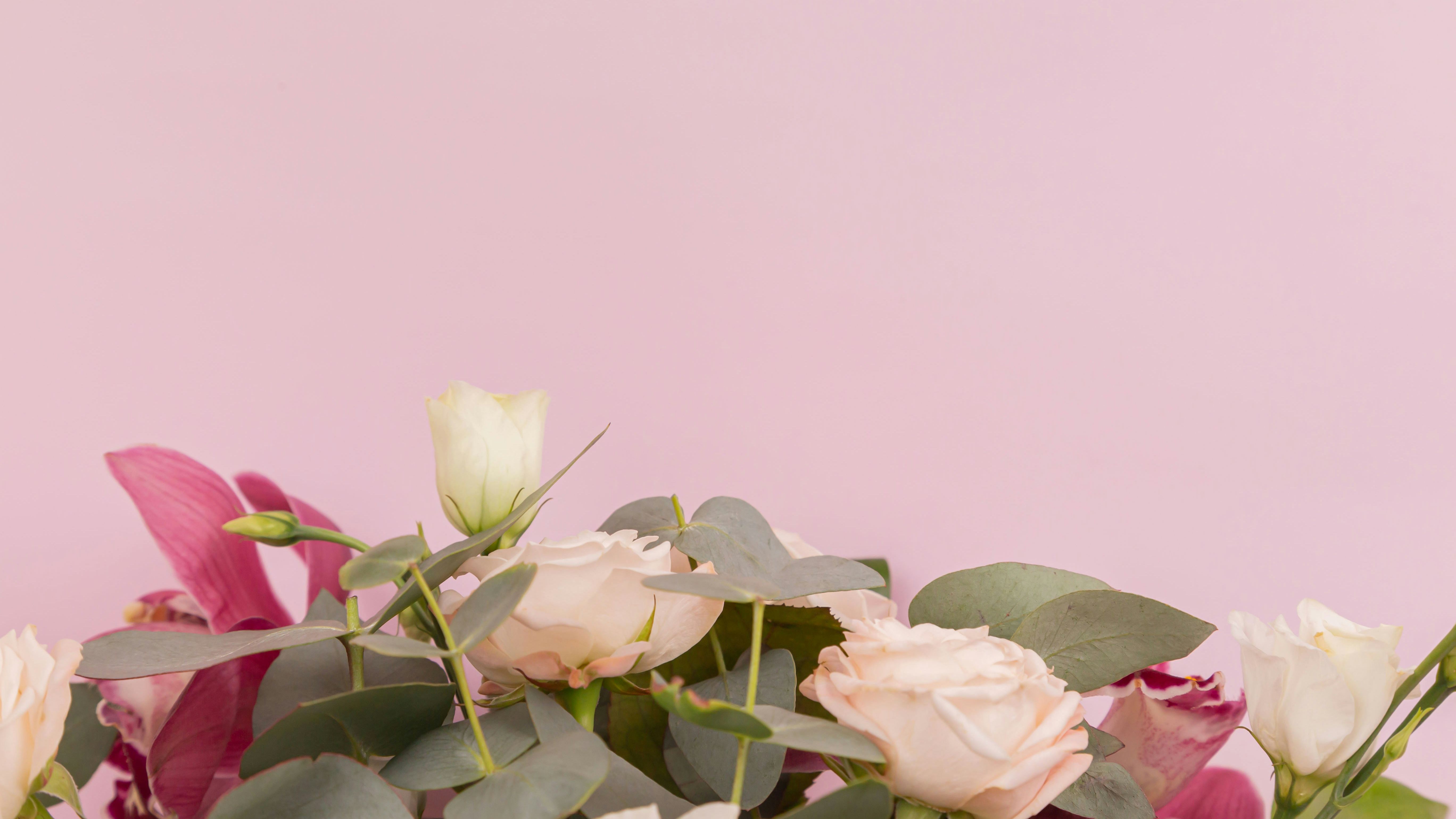 Light pink and cream flowers with green leaves against a pastel pink background