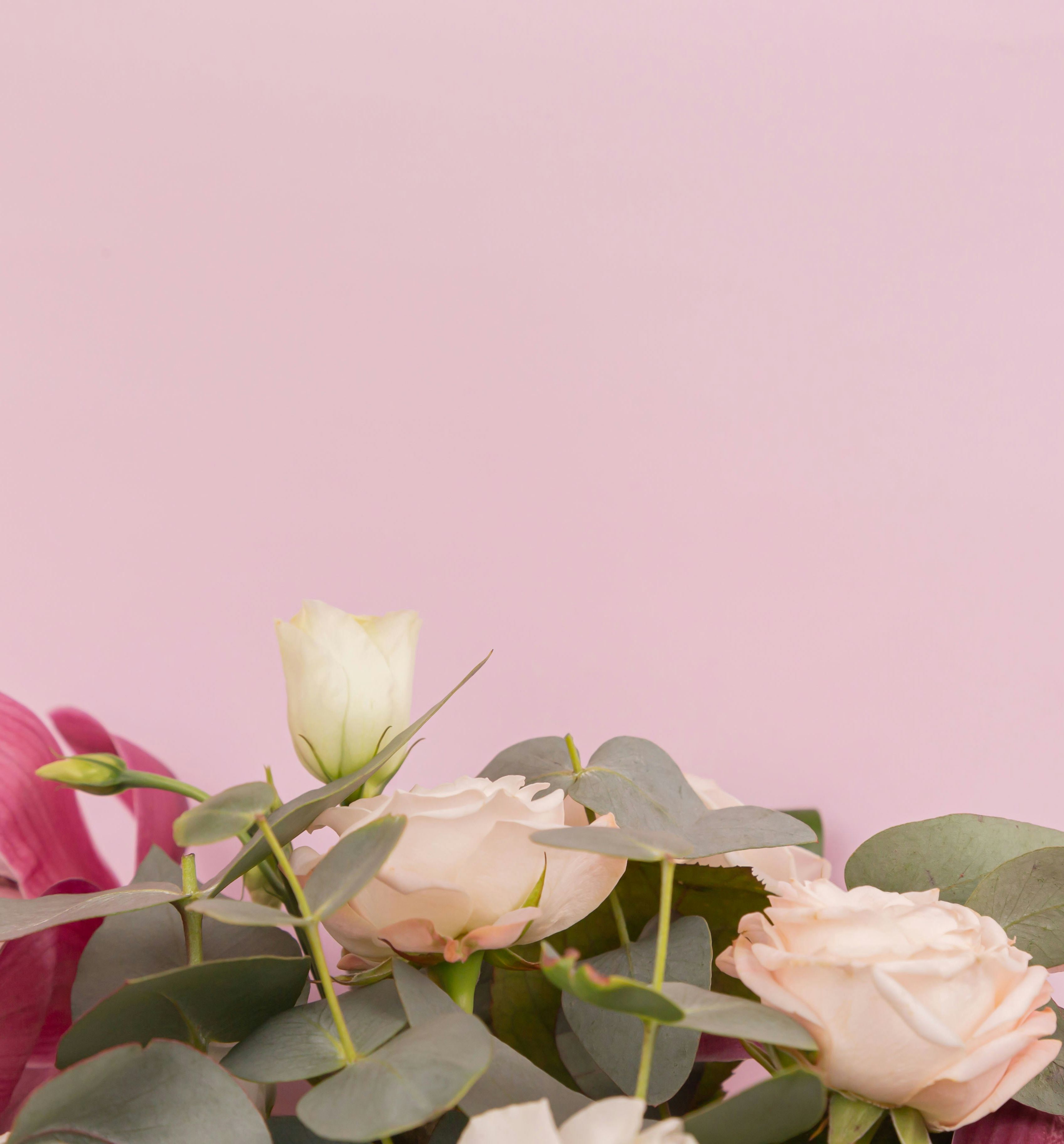 Light pink and cream flowers with green leaves against a pastel pink background