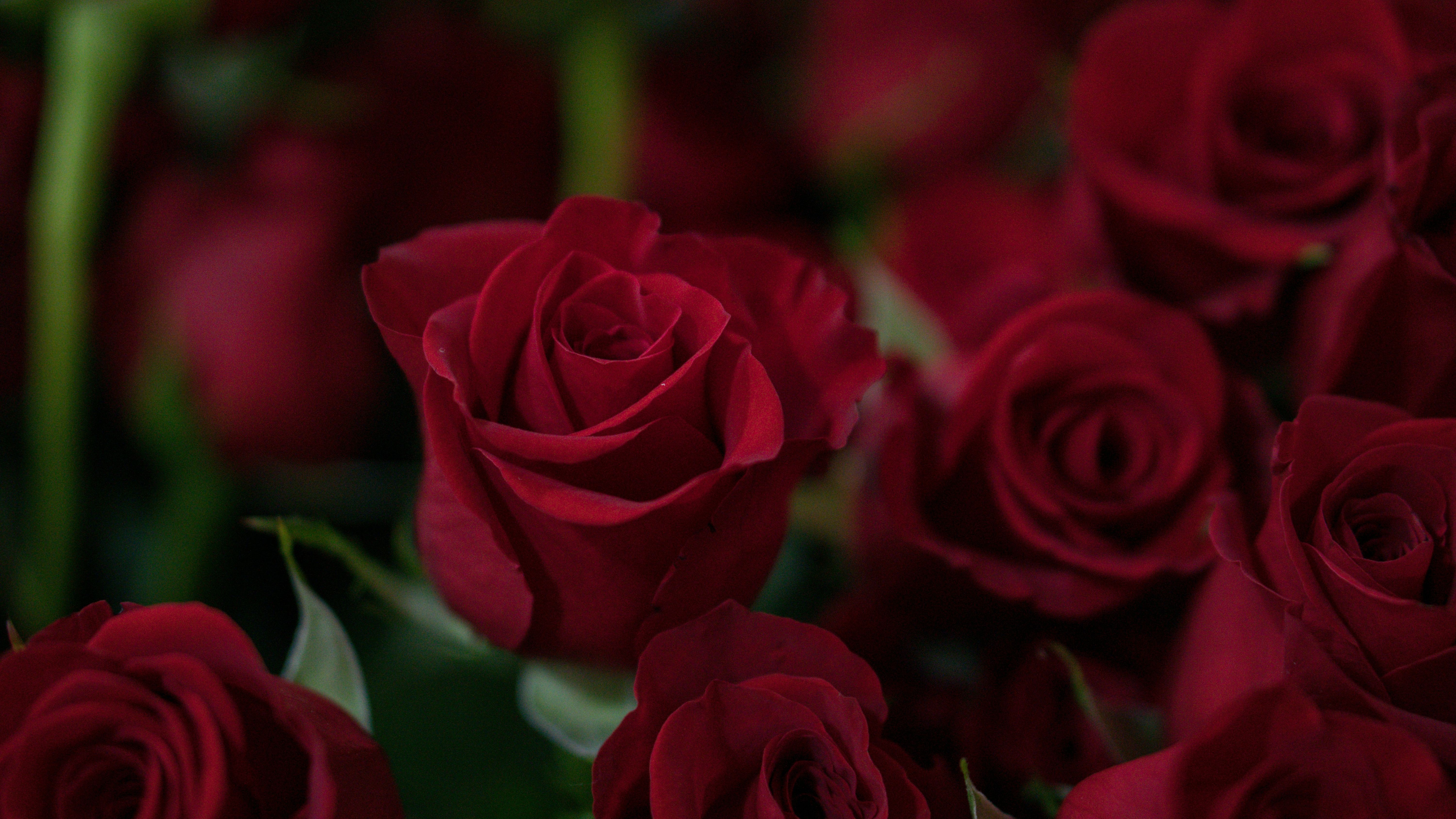 Close-up of several deep red roses in bloom