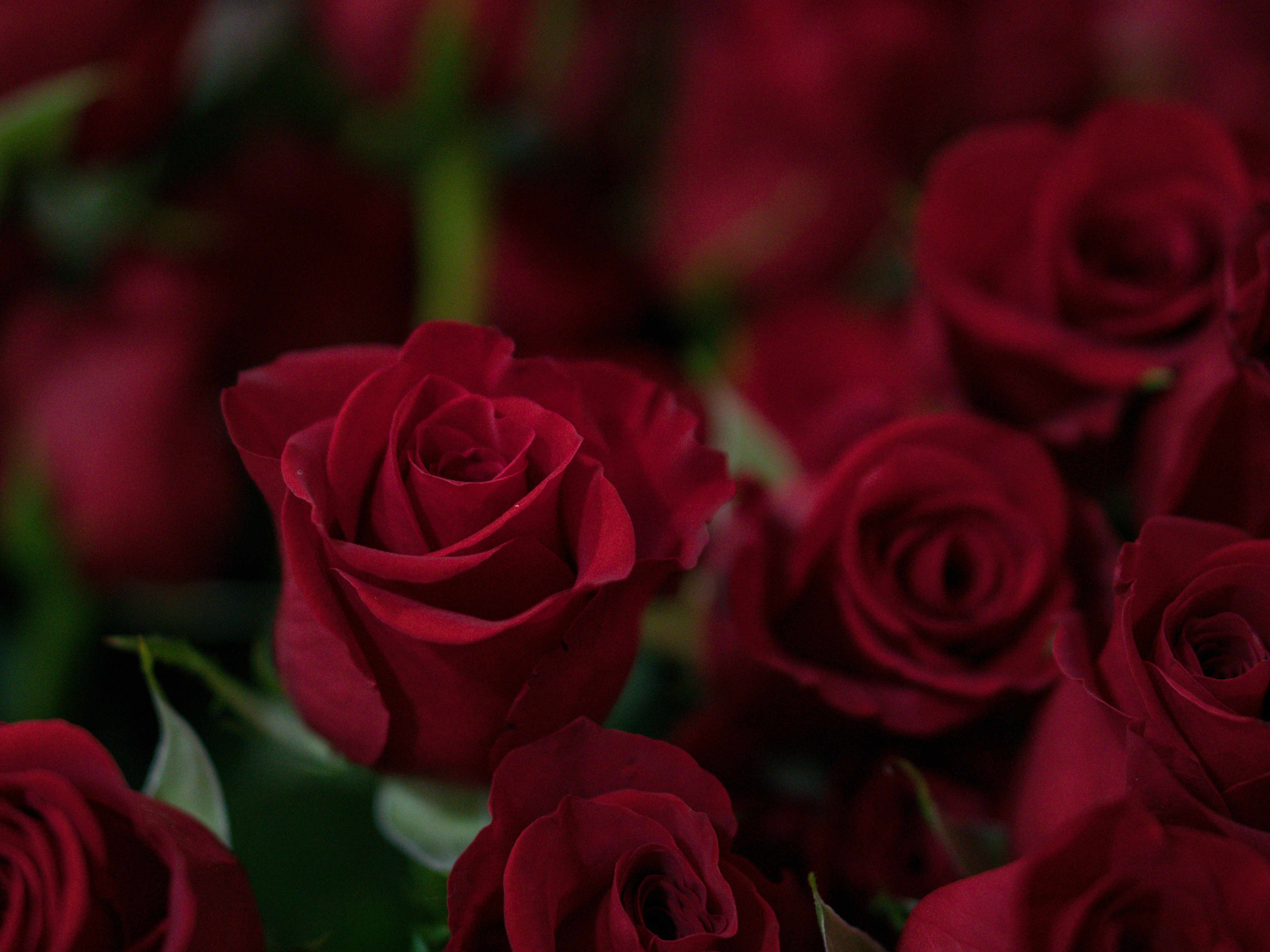 Close-up of several deep red roses in bloom