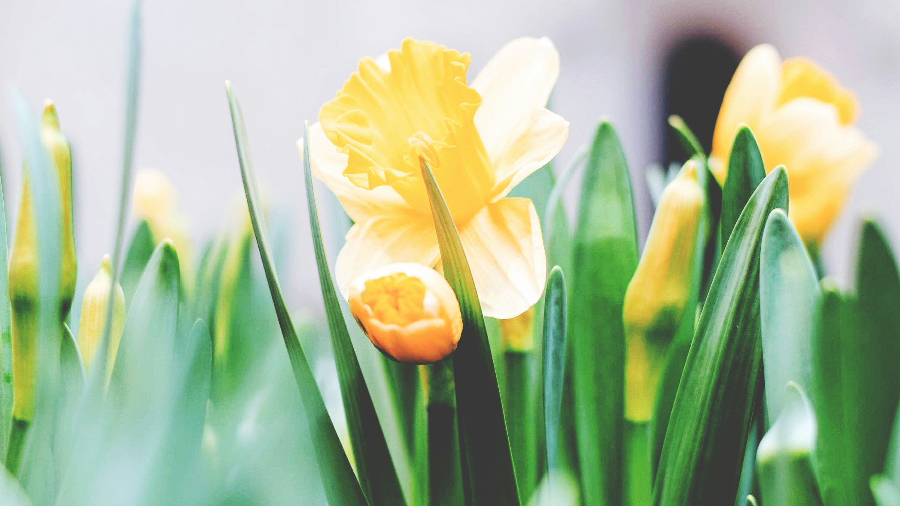 Close-up of yellow daffodil flowers and buds surrounded by green leaves