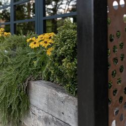 Yellow flowers and green shrubs in a wooden planter in front of a modern building with large windows.