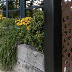Yellow flowers and green shrubs in a wooden planter in front of a modern building with large windows.