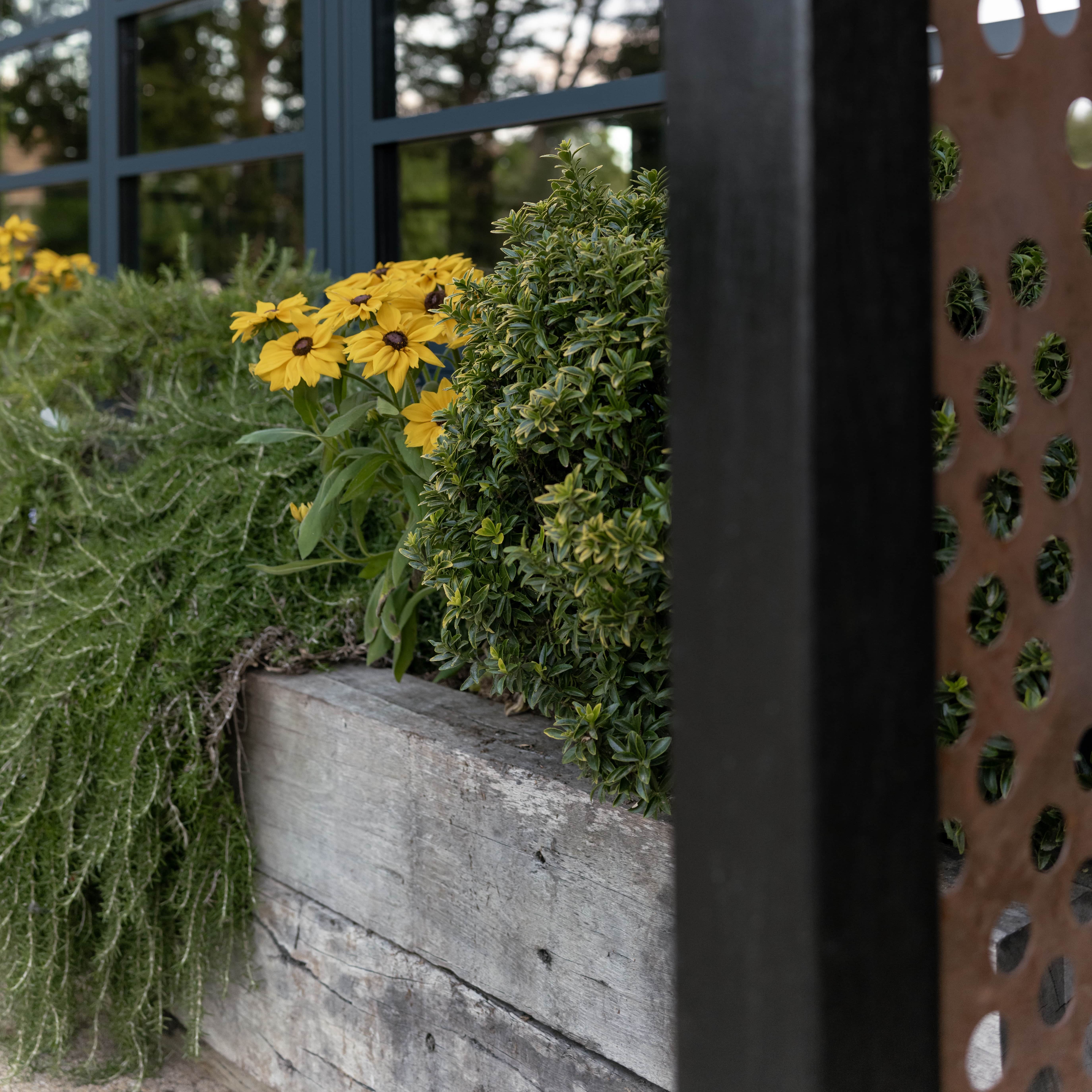 Yellow flowers and green shrubs in a wooden planter in front of a modern building with large windows.
