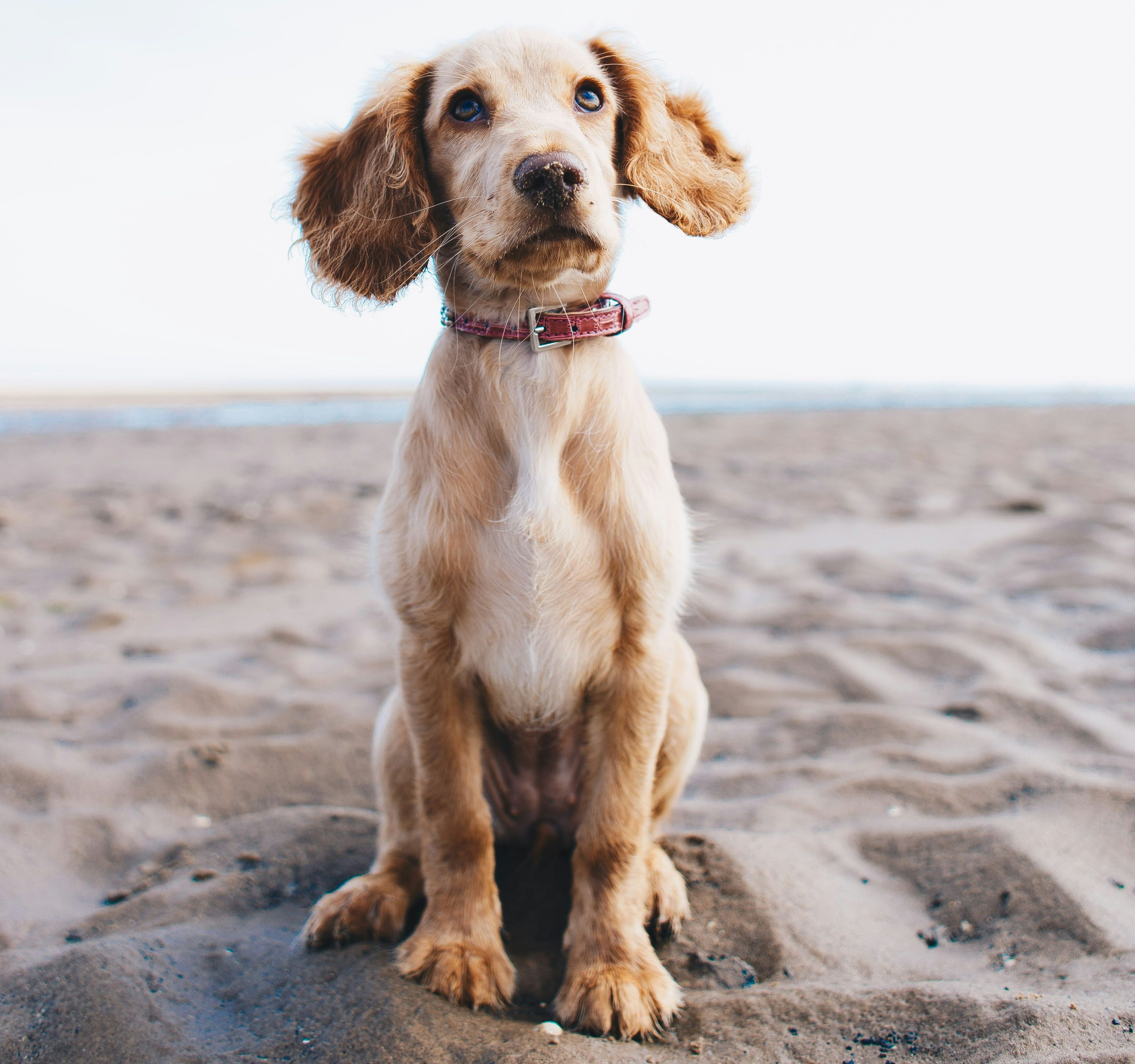 Dog on beach