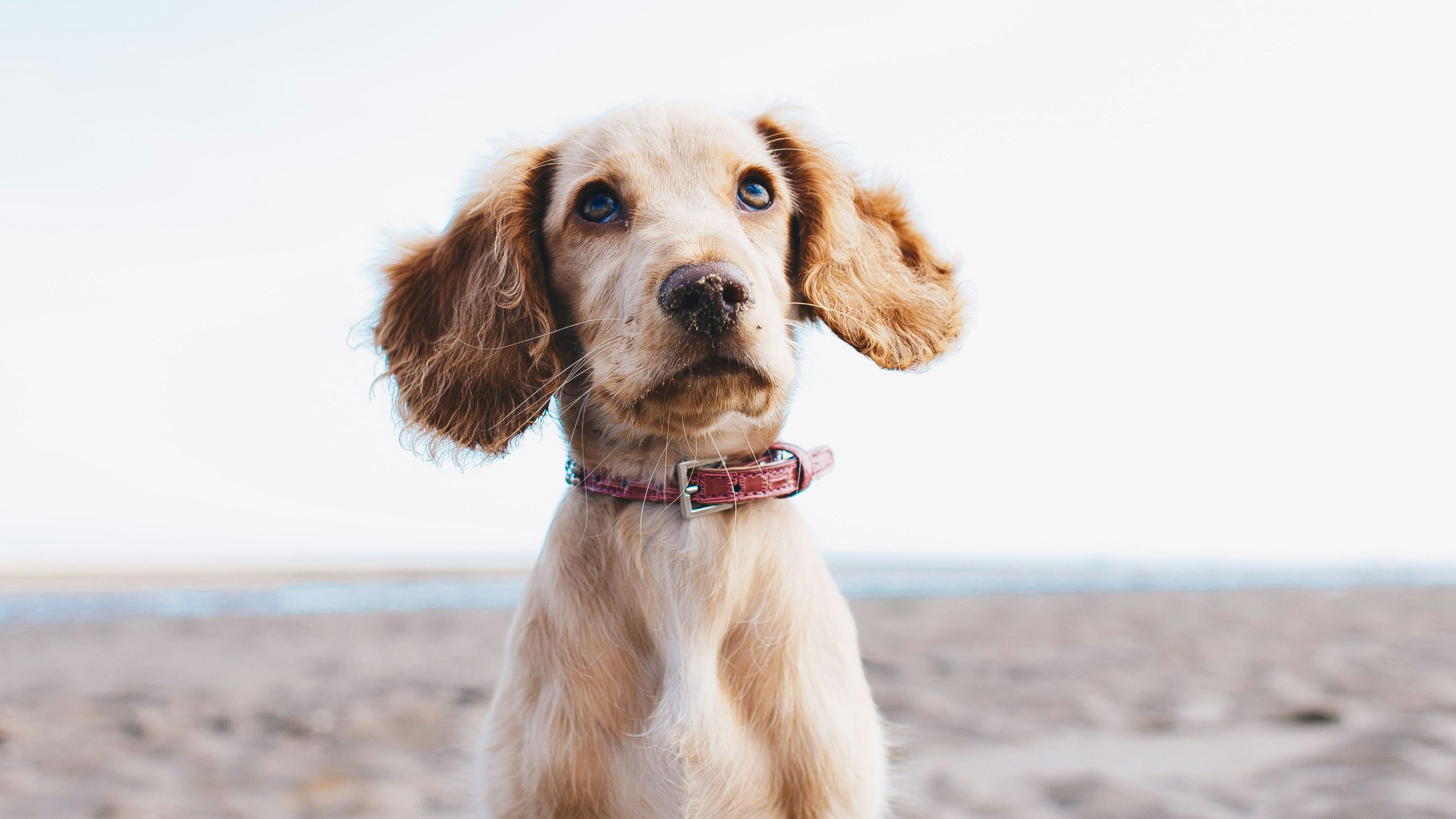 Dog on beach