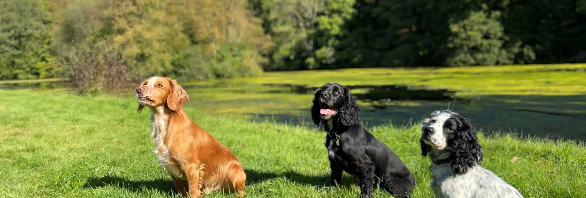 three dogs enjoying the sunshine in summer field