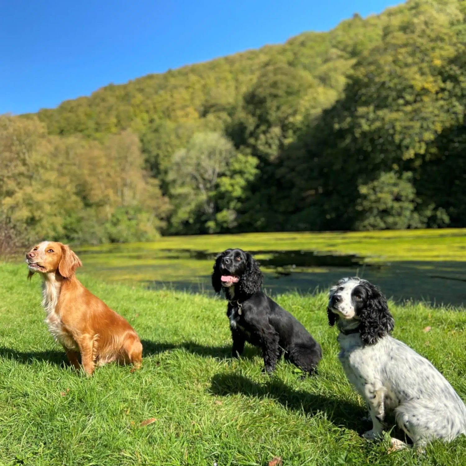 three dogs enjoying the sunshine in summer field