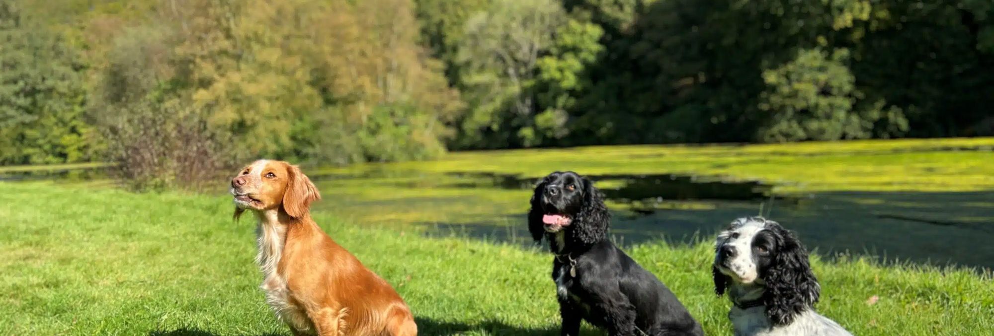 three dogs enjoying the sunshine in summer field