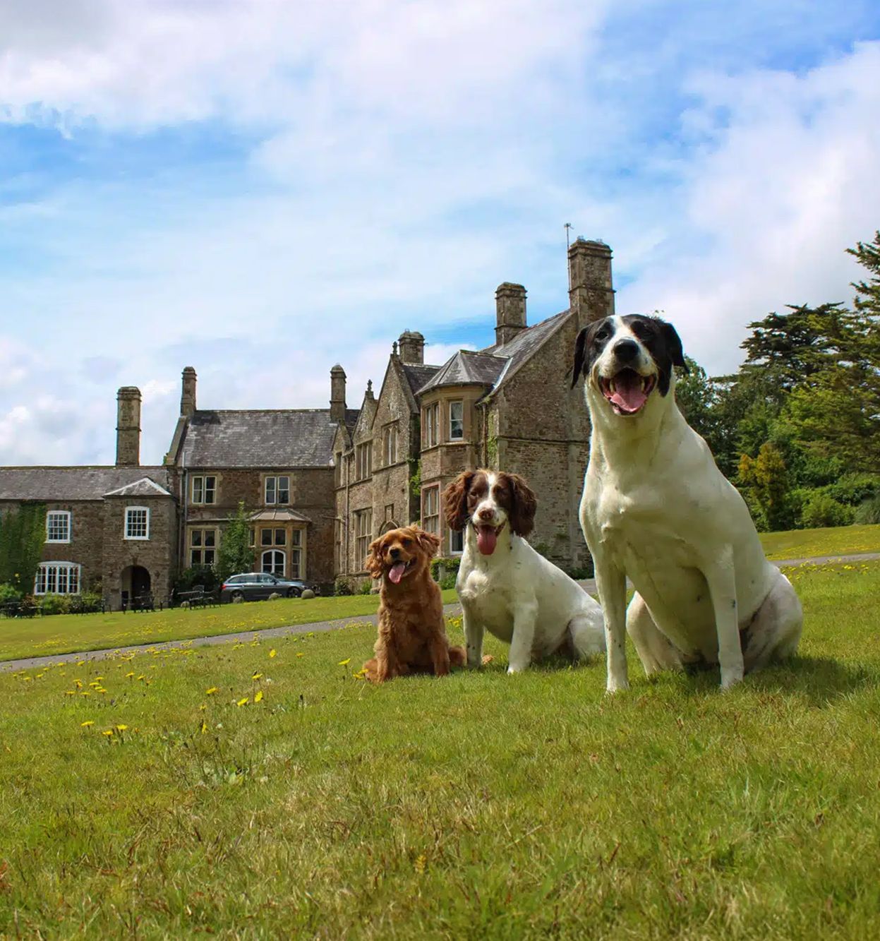 three dogs enjoying the sunshine outside 18th century manor house