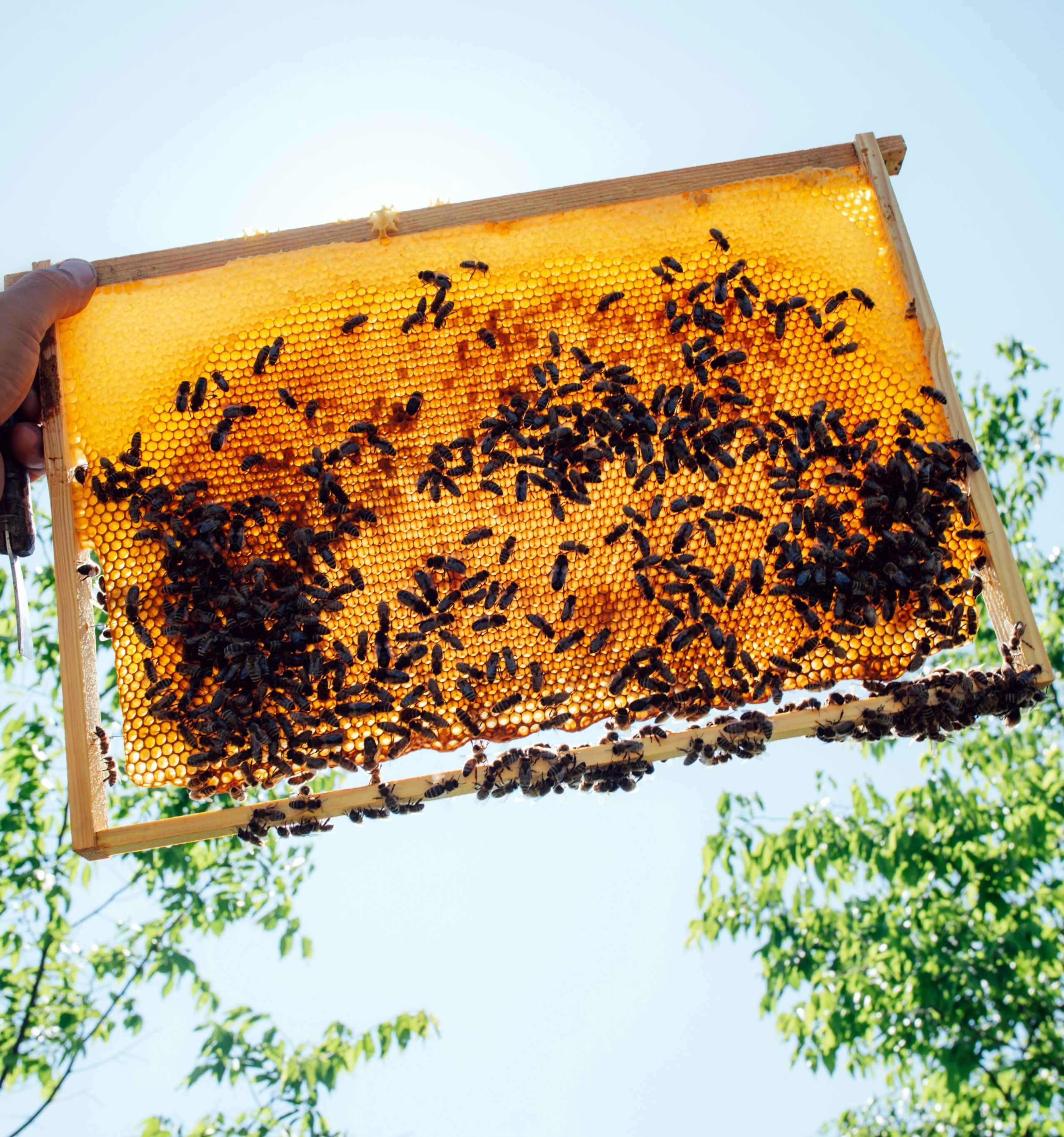 Honey Farming