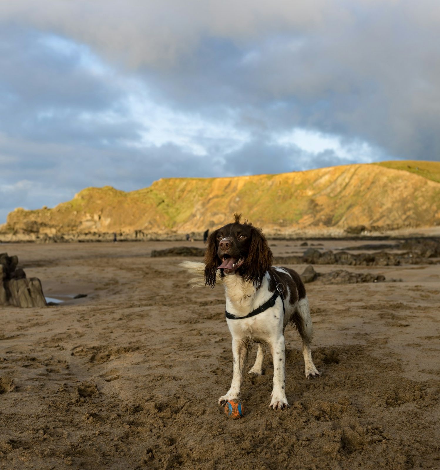 dog playing on beach