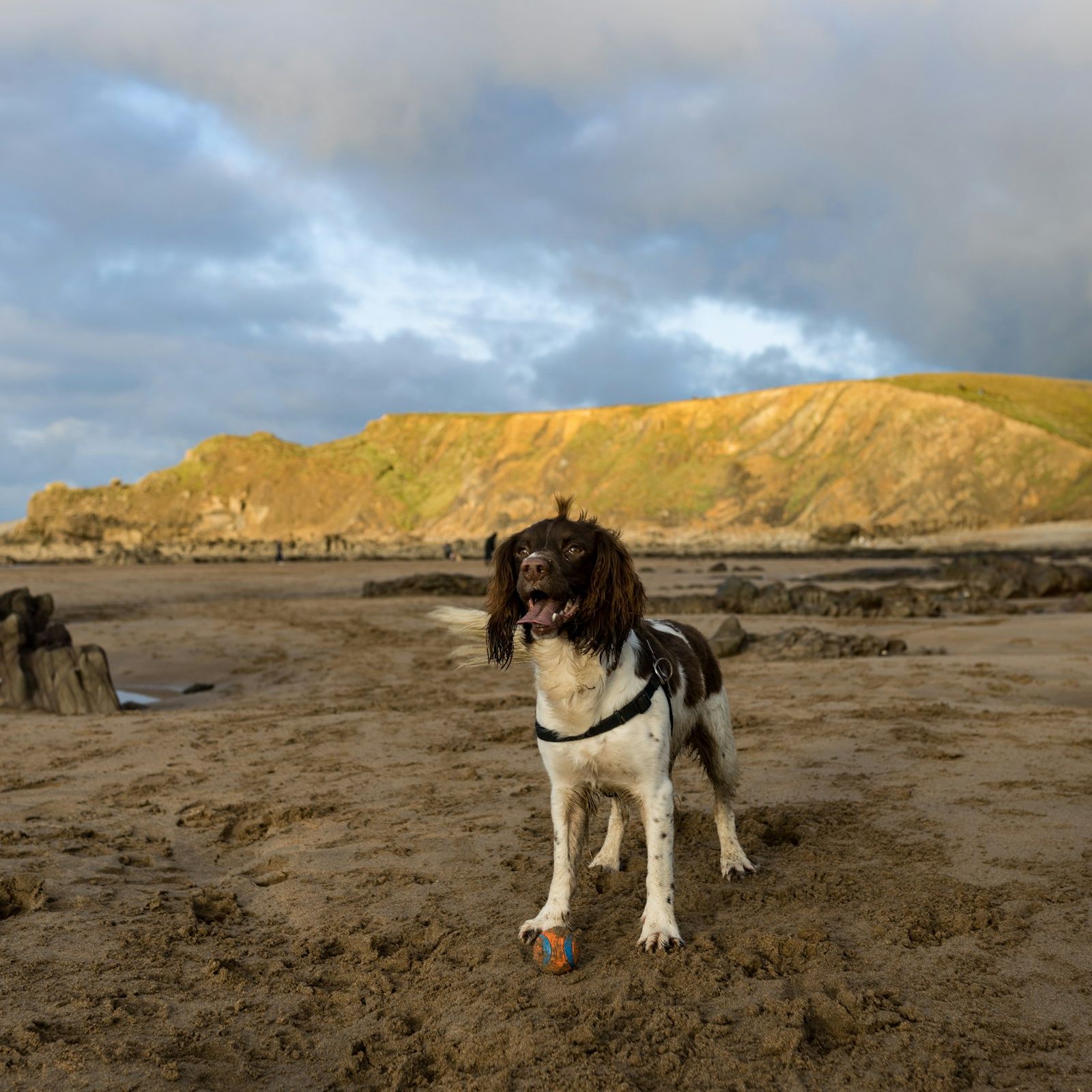 A happy dog stands on a sandy North Devon beach with a ball at its paws, surrounded by rocks and cliffs under a dramatic sky.