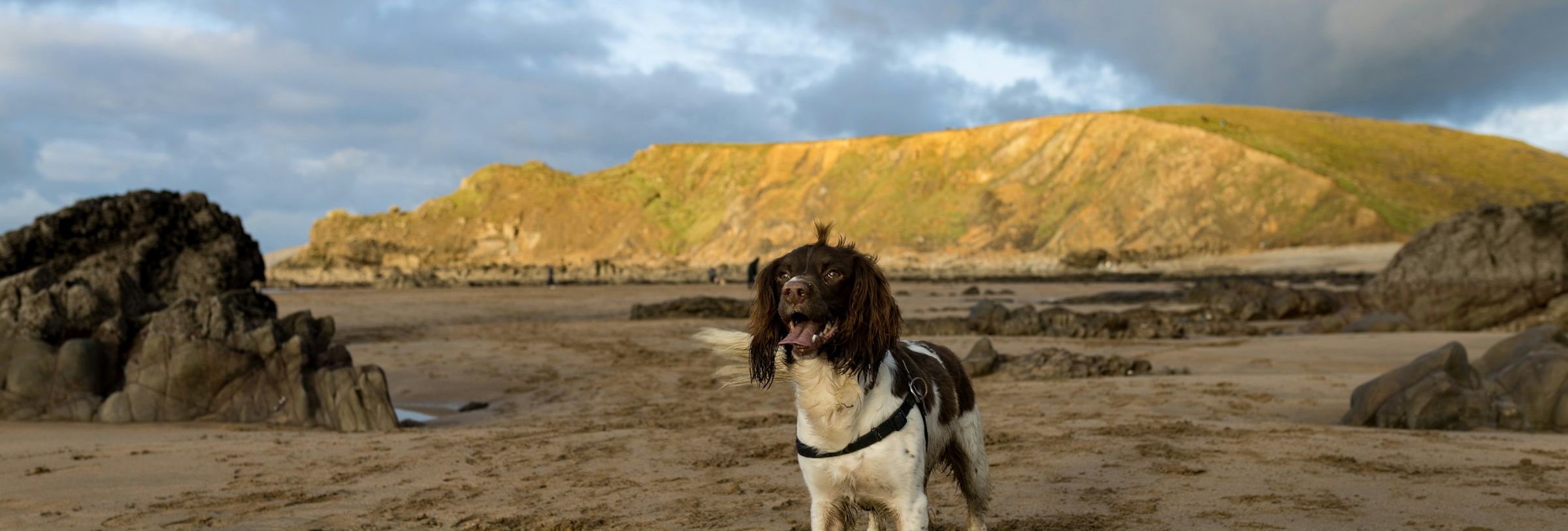 A happy dog stands on a sandy North Devon beach with a ball at its paws, surrounded by rocks and cliffs under a dramatic sky.