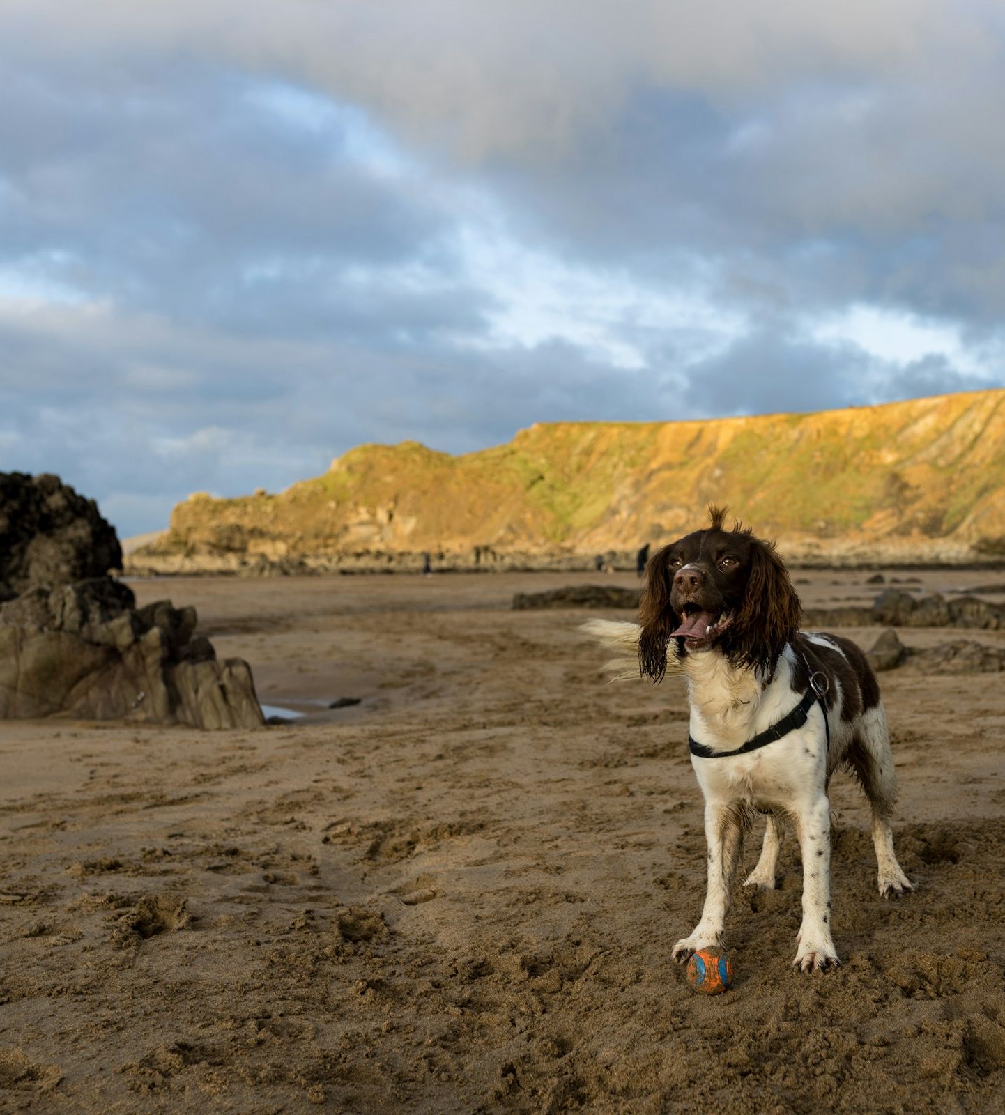 A happy dog stands on a sandy North Devon beach with a ball at its paws, surrounded by rocks and cliffs under a dramatic sky.