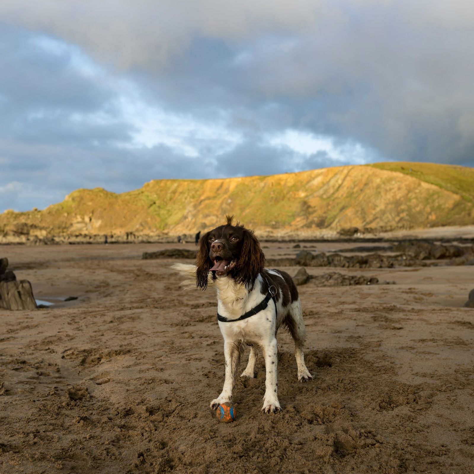 A happy dog stands on a sandy North Devon beach with a ball at its paws, surrounded by rocks and cliffs under a dramatic sky.