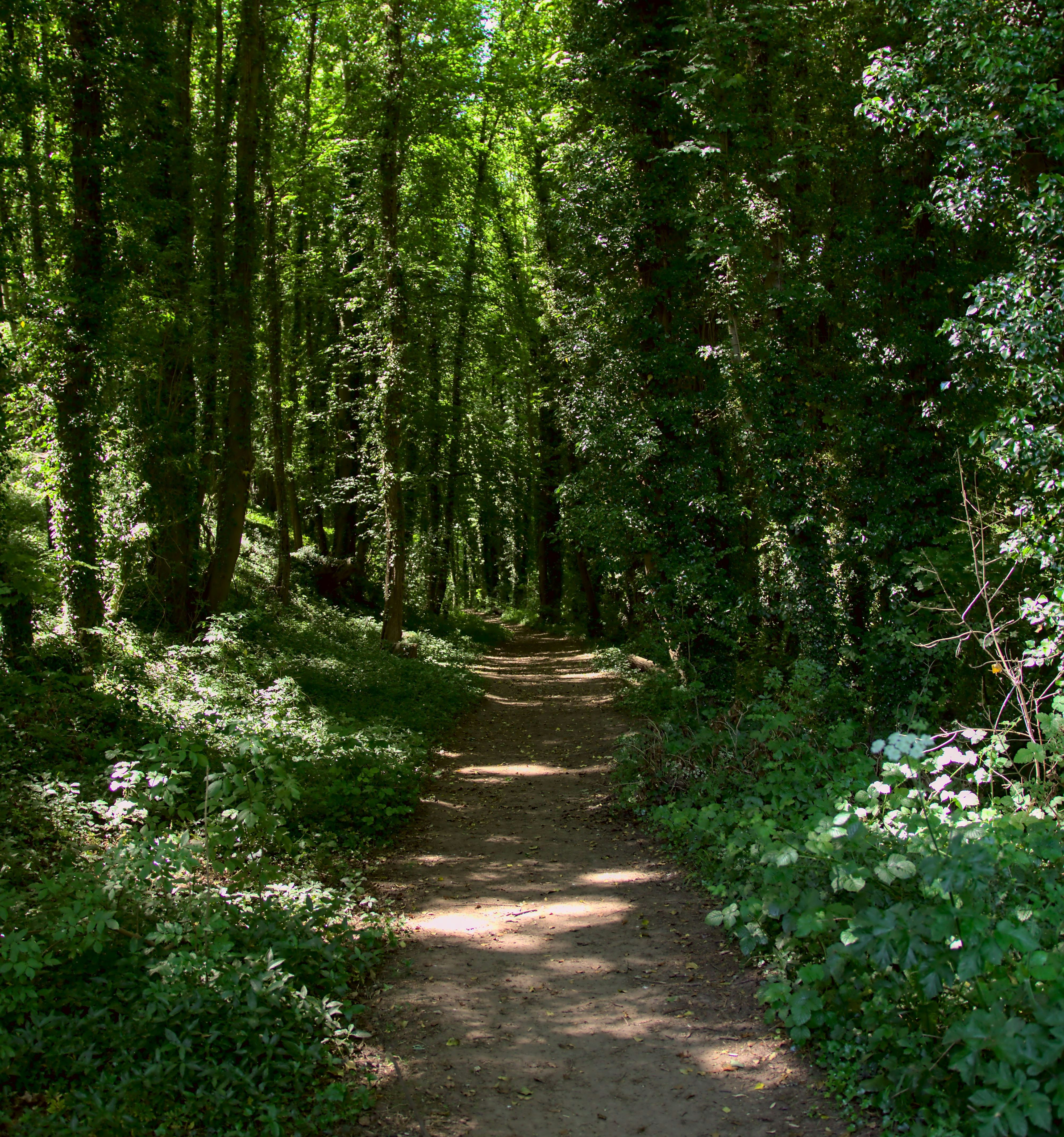 asim-rehman-MoDoRARd41A-unsplash