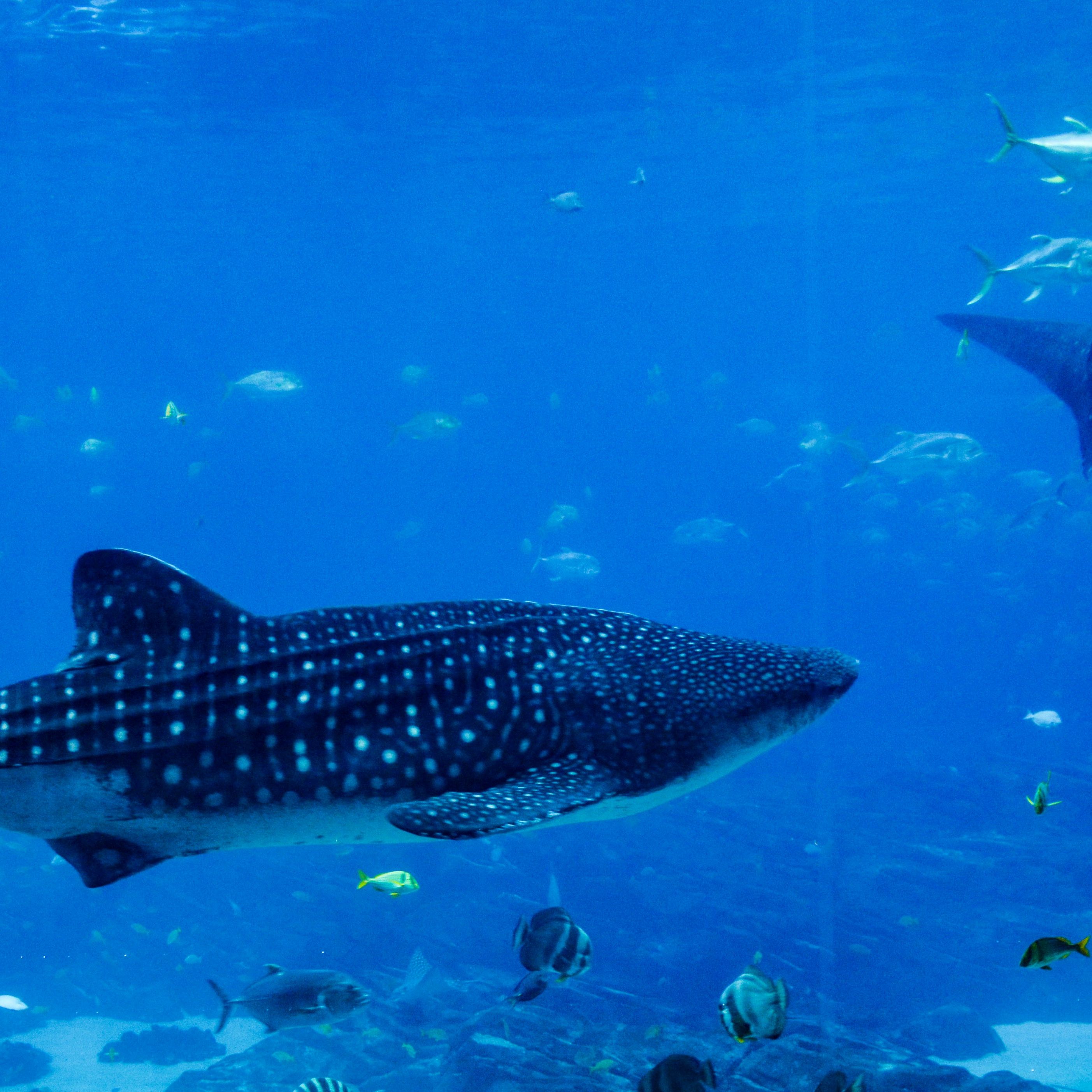 pengxiao-xu-vJZe1Z0fT1c-unsplash