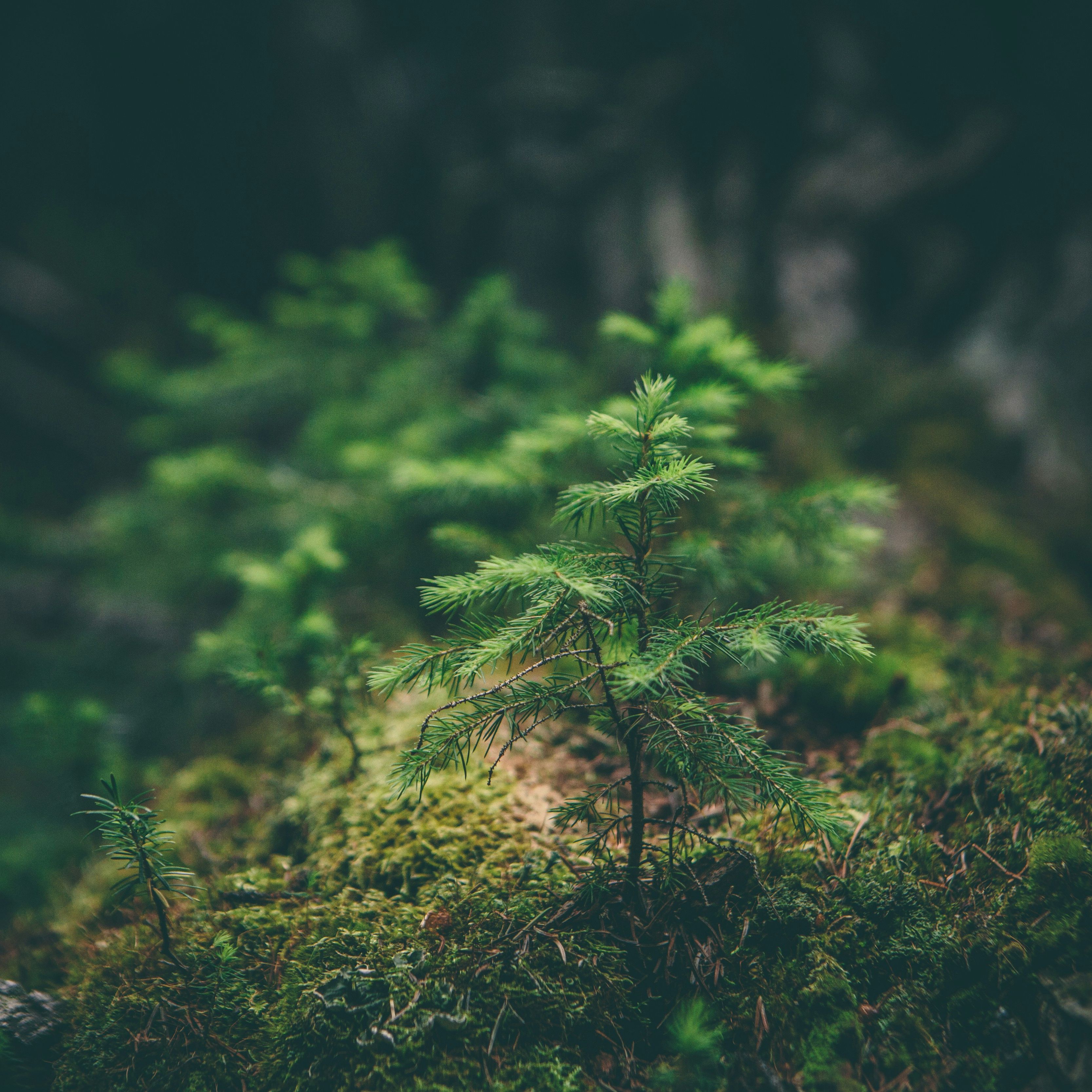 Close-up of a small pine tree seedling growing in a mossy forest floor