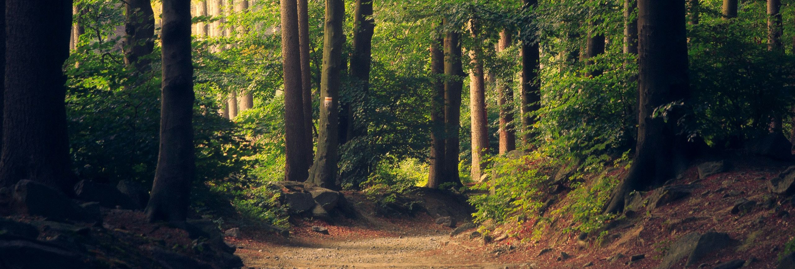 Sunlit path winding through a dense green forest with tall trees