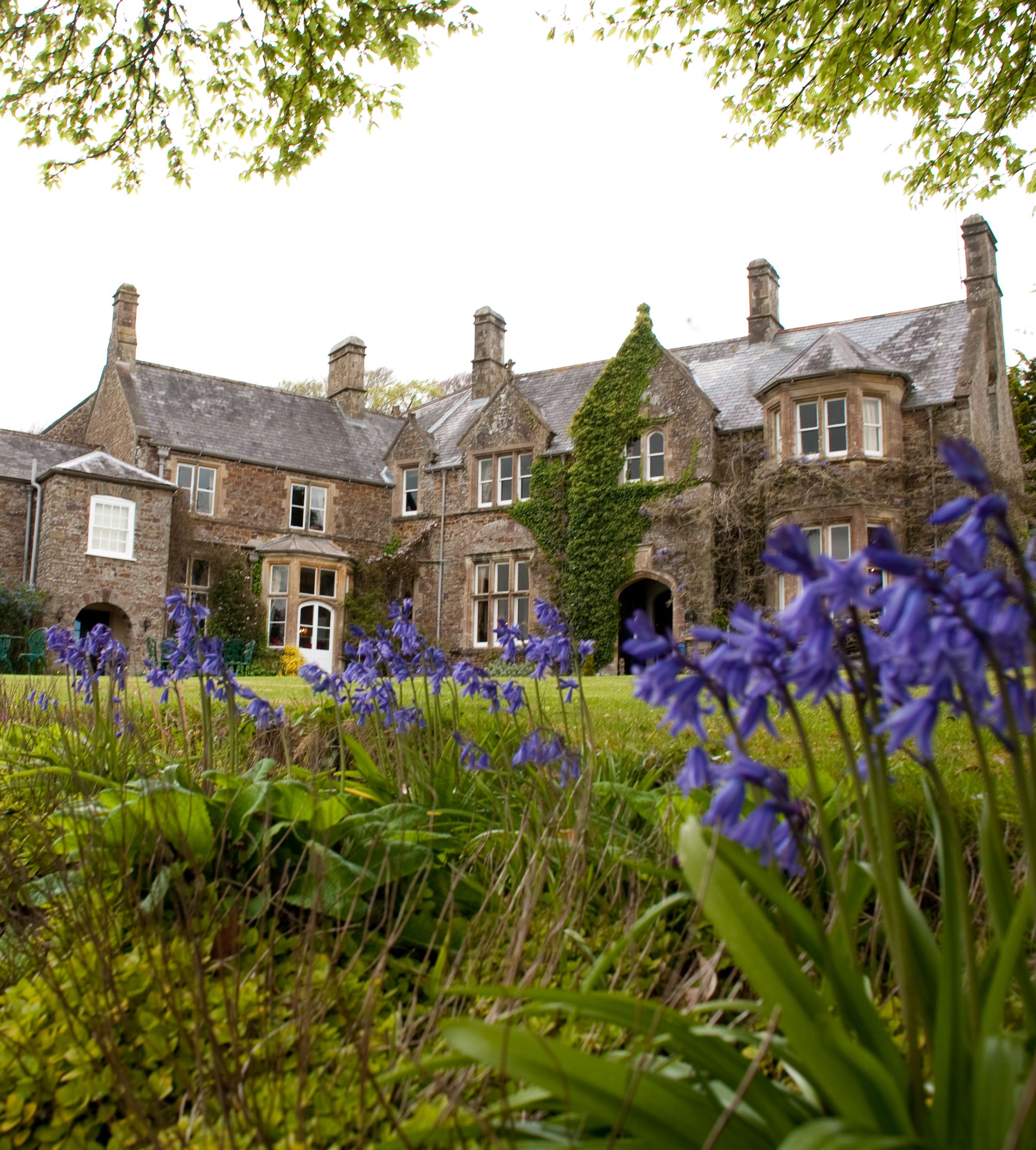 Bluebells blooming in front of a large stone country house with ivy and multiple chimneys.