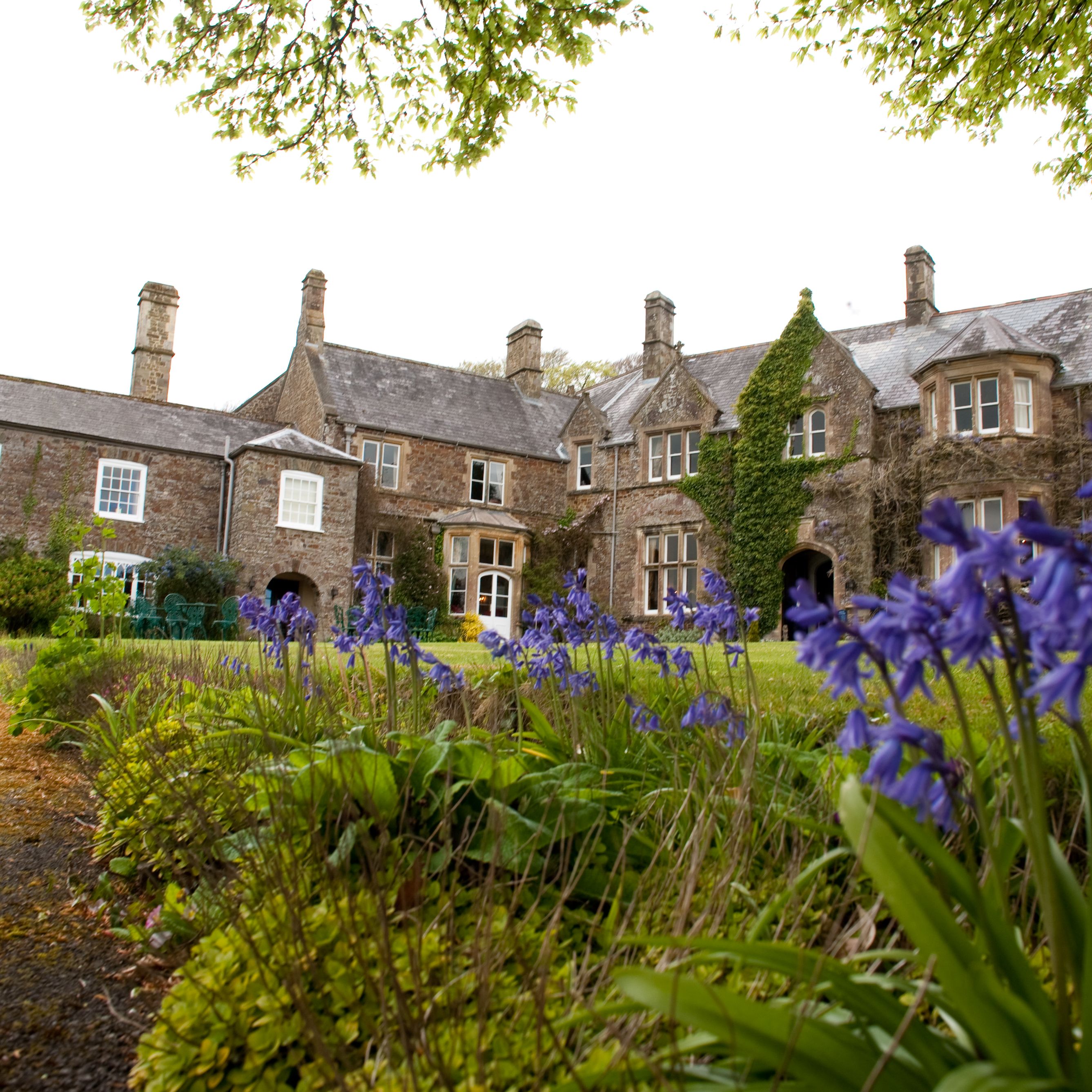Bluebells blooming in front of a large stone country house with ivy and multiple chimneys.
