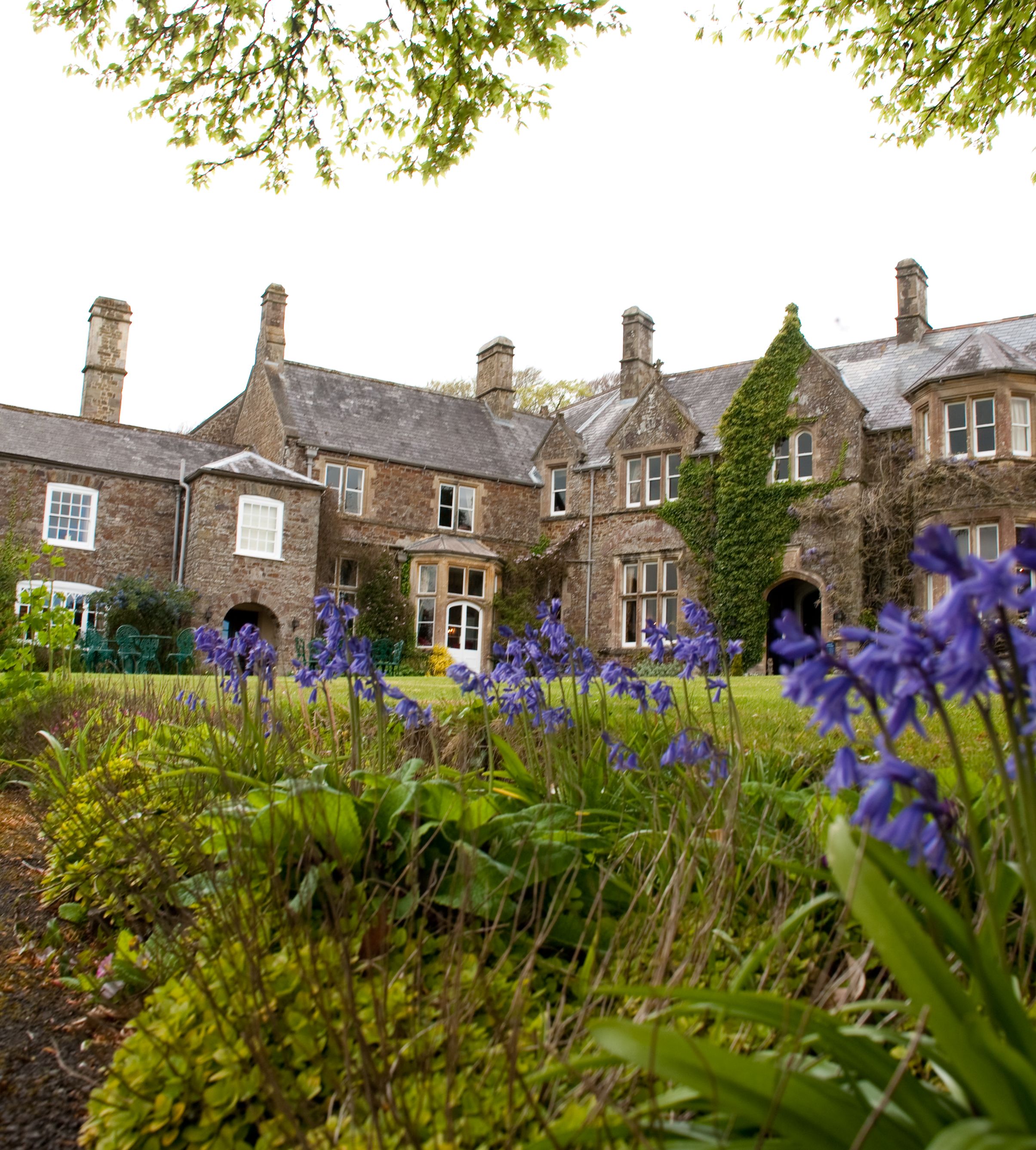 Bluebells blooming in front of a large stone country house with ivy and multiple chimneys.