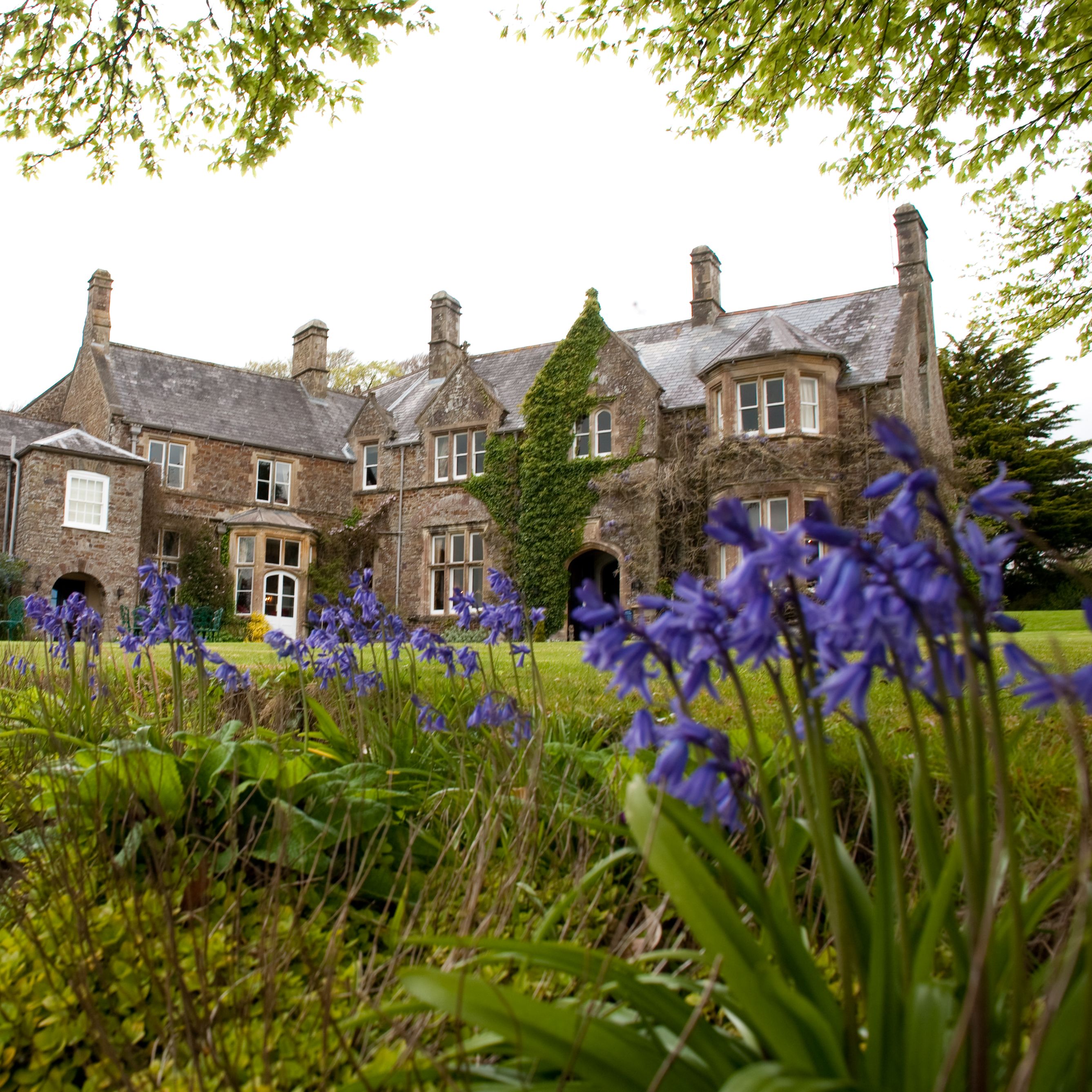 Bluebells blooming in front of a large stone country house with ivy and multiple chimneys.