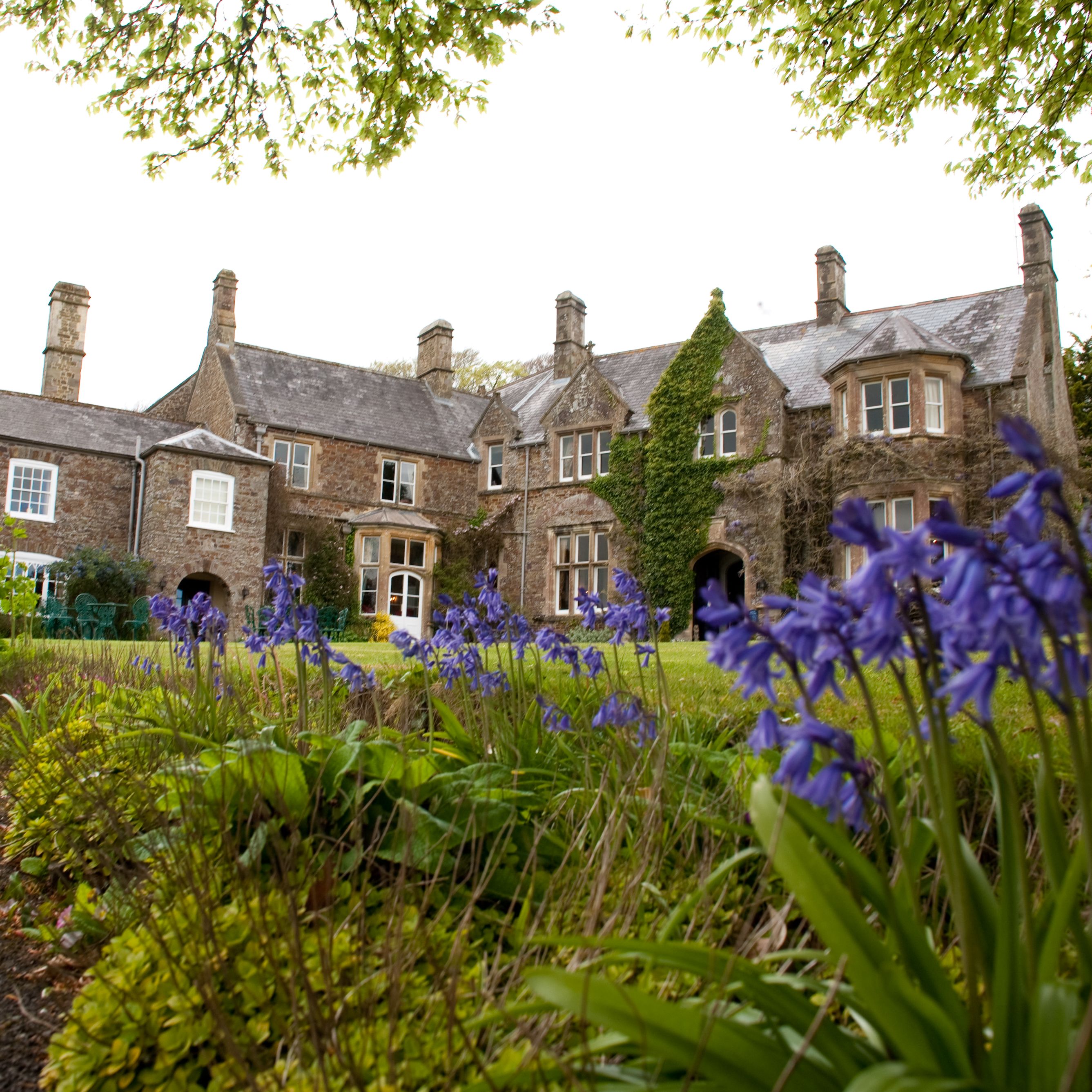 Bluebells blooming in front of a large stone country house with ivy and multiple chimneys.