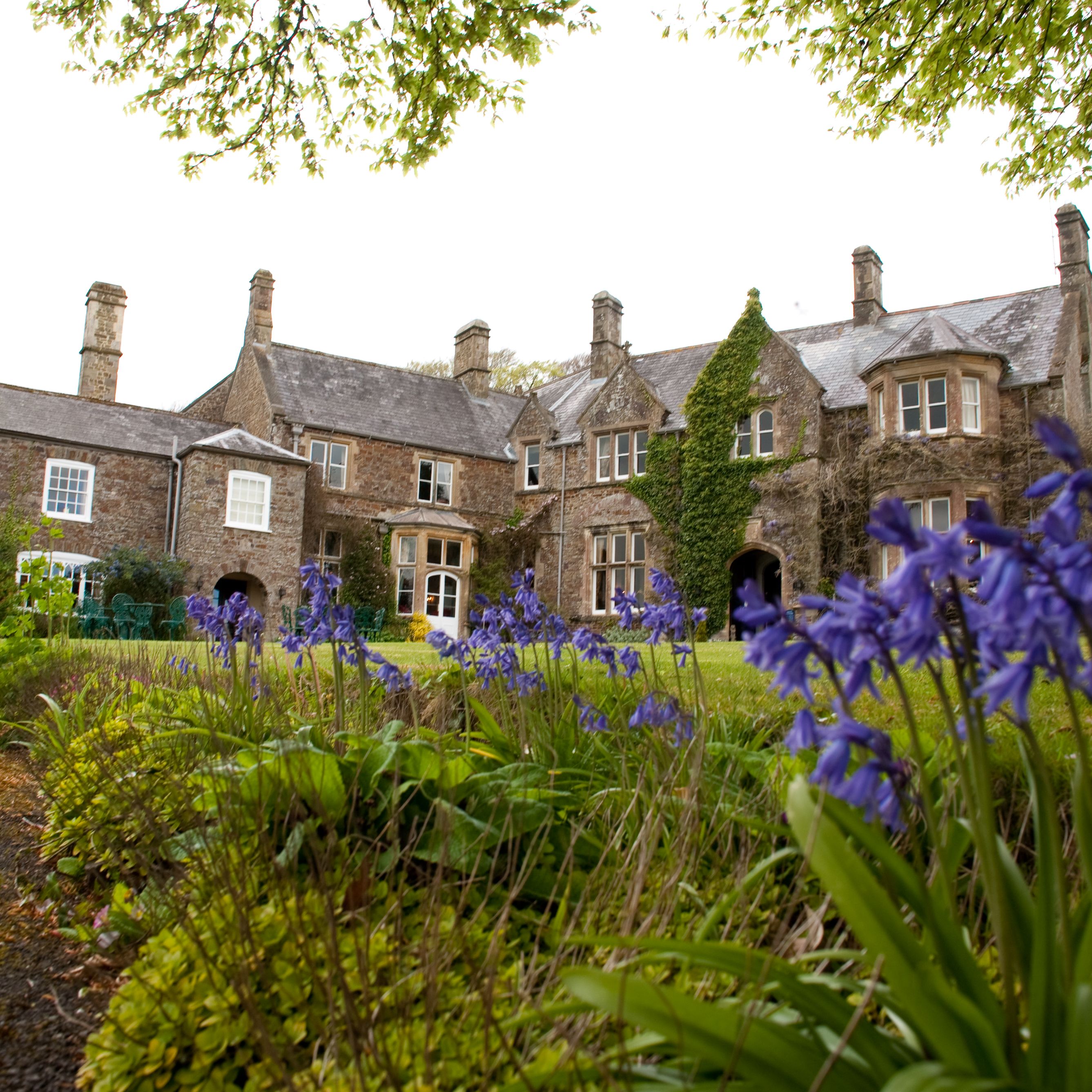 Bluebells blooming in front of a large stone country house with ivy and multiple chimneys.