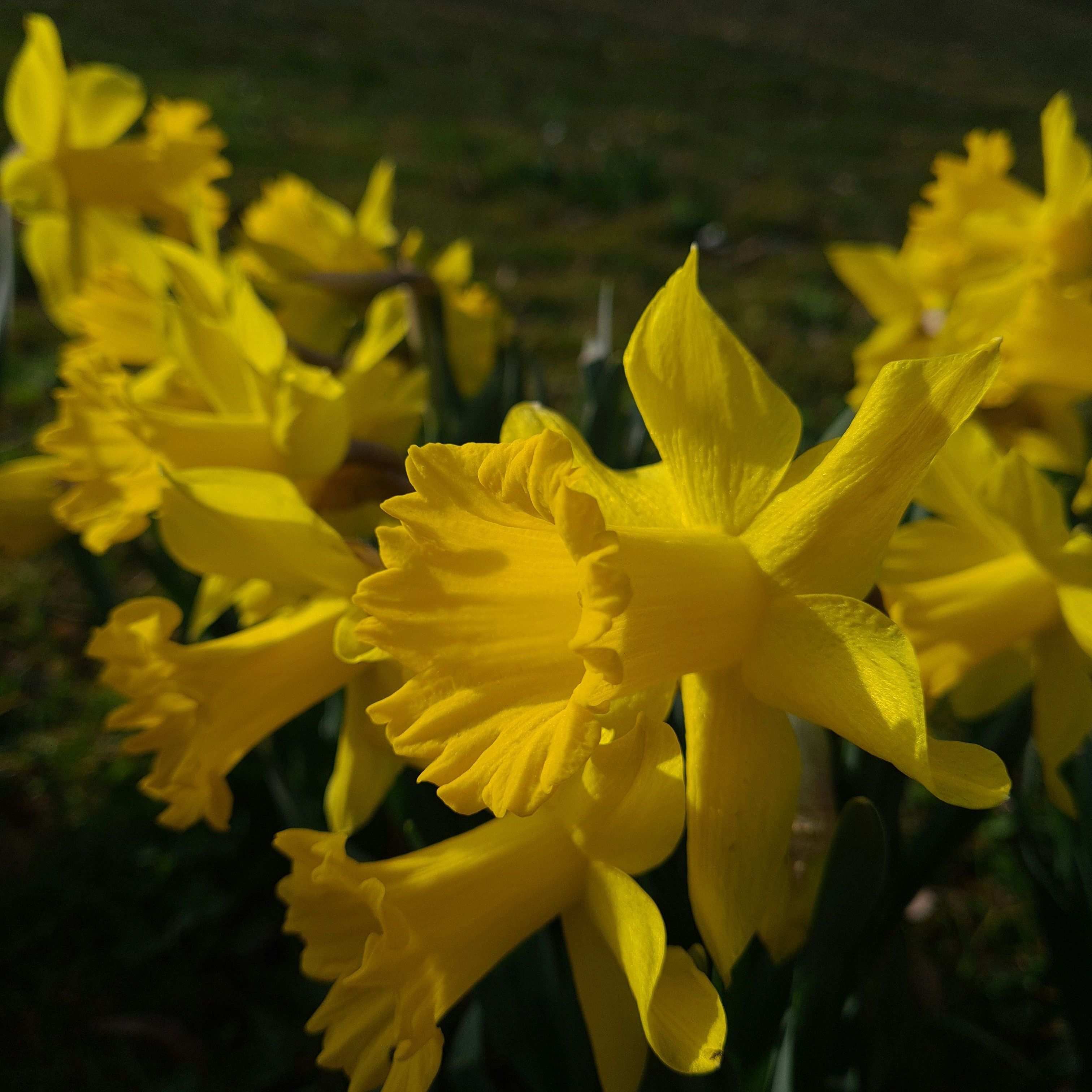 Close-up of bright yellow daffodil flowers blooming outdoors