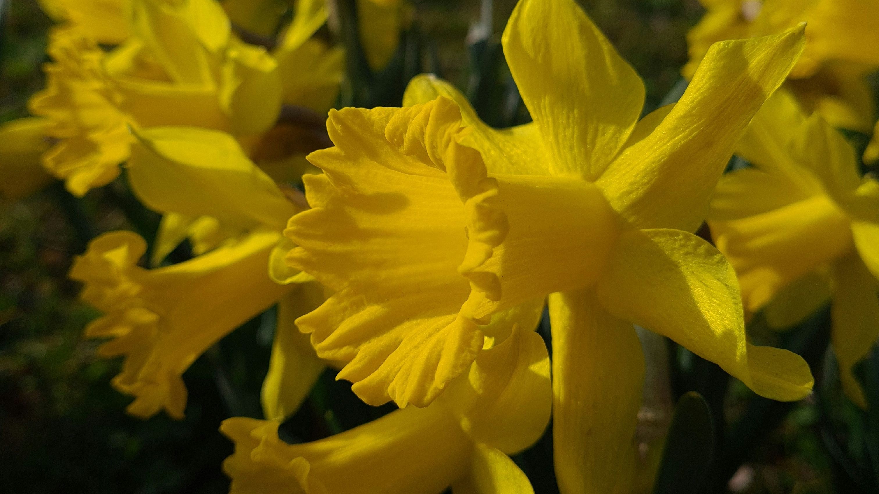 Close-up of bright yellow daffodil flowers blooming outdoors