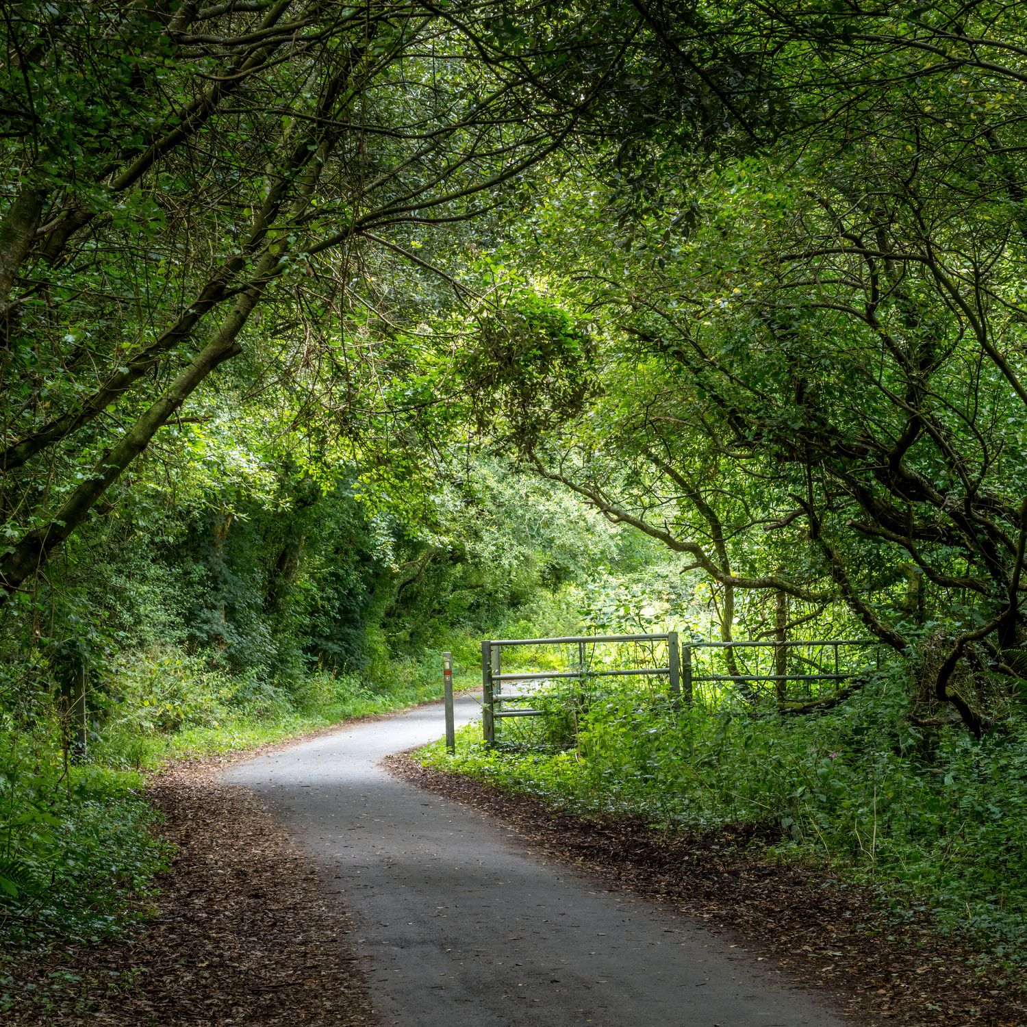 A winding path through a lush green forest with overhanging trees and a metal gate ahead.