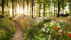 Woodland