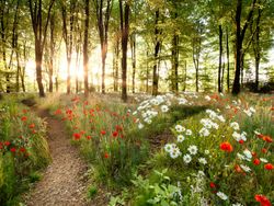 Woodland