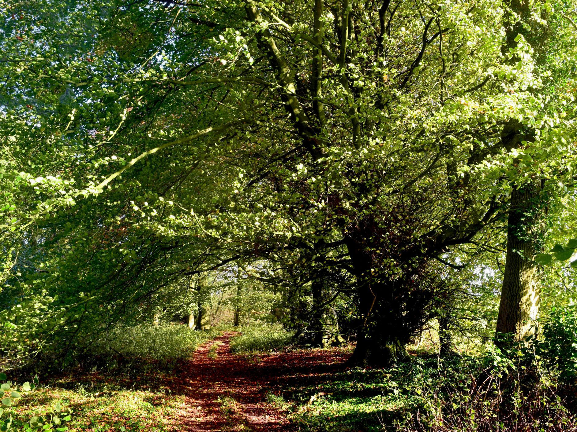 Ashing Lane Nature Reserve