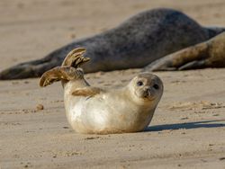 Seals on the beach