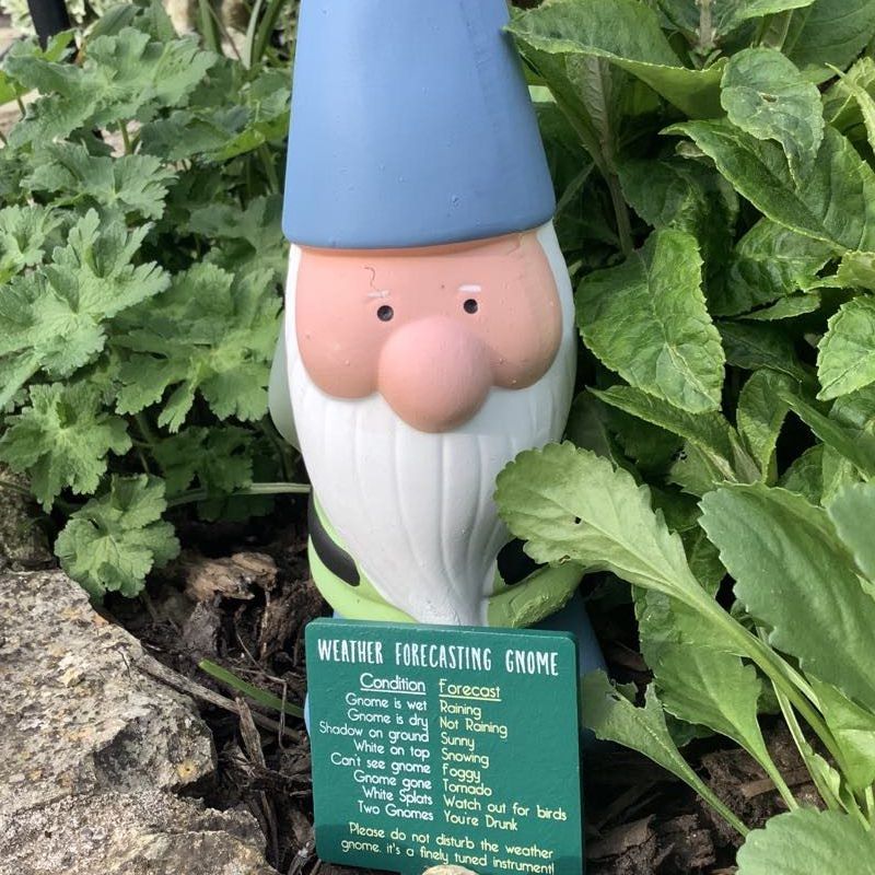 weather forecasting Gnome surrounded by plants