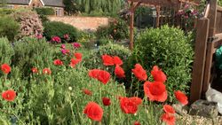 Poppies in the garden of The Old Posthouse B&B