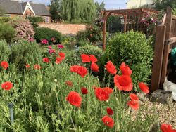 Poppies in the garden of The Old Posthouse B&B