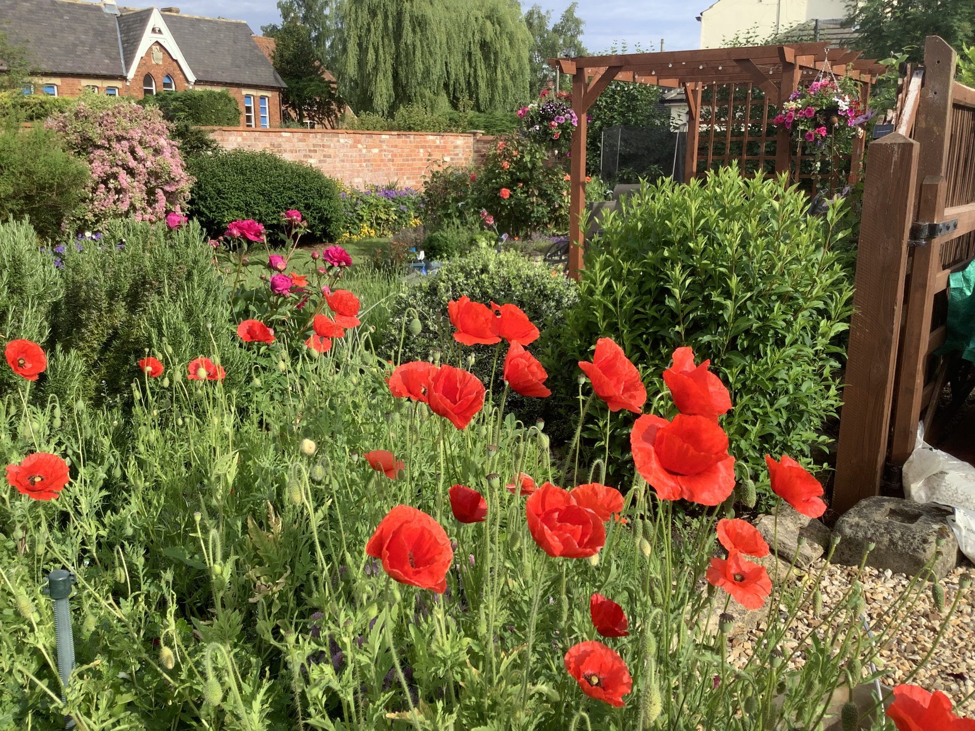 Poppies in the garden of The Old Posthouse B&B