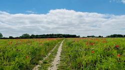 field with tall grass and poppies with a trail through the middle taken during the Spridlington circular walk from The Old Posthouse B&B