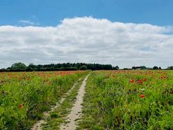 field with tall grass and poppies with a trail through the middle taken during the Spridlington circular walk from The Old Posthouse B&B