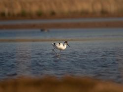 Avocet walking across marshland