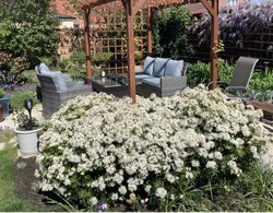 Patio in garden with chairs, sofa and table surrounded by flowers