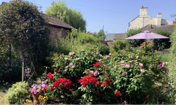 Garden view with red and pink Roses