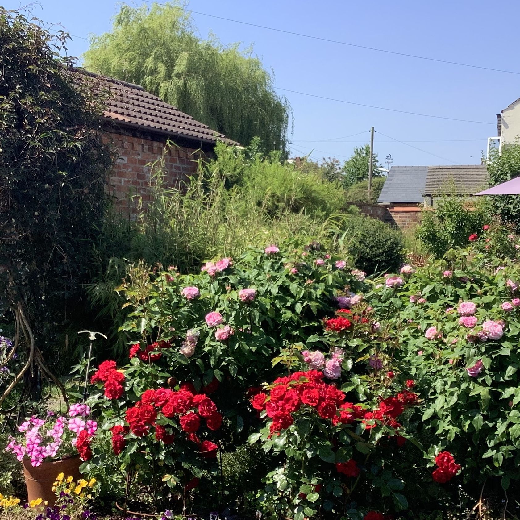 Garden view with red and pink Roses