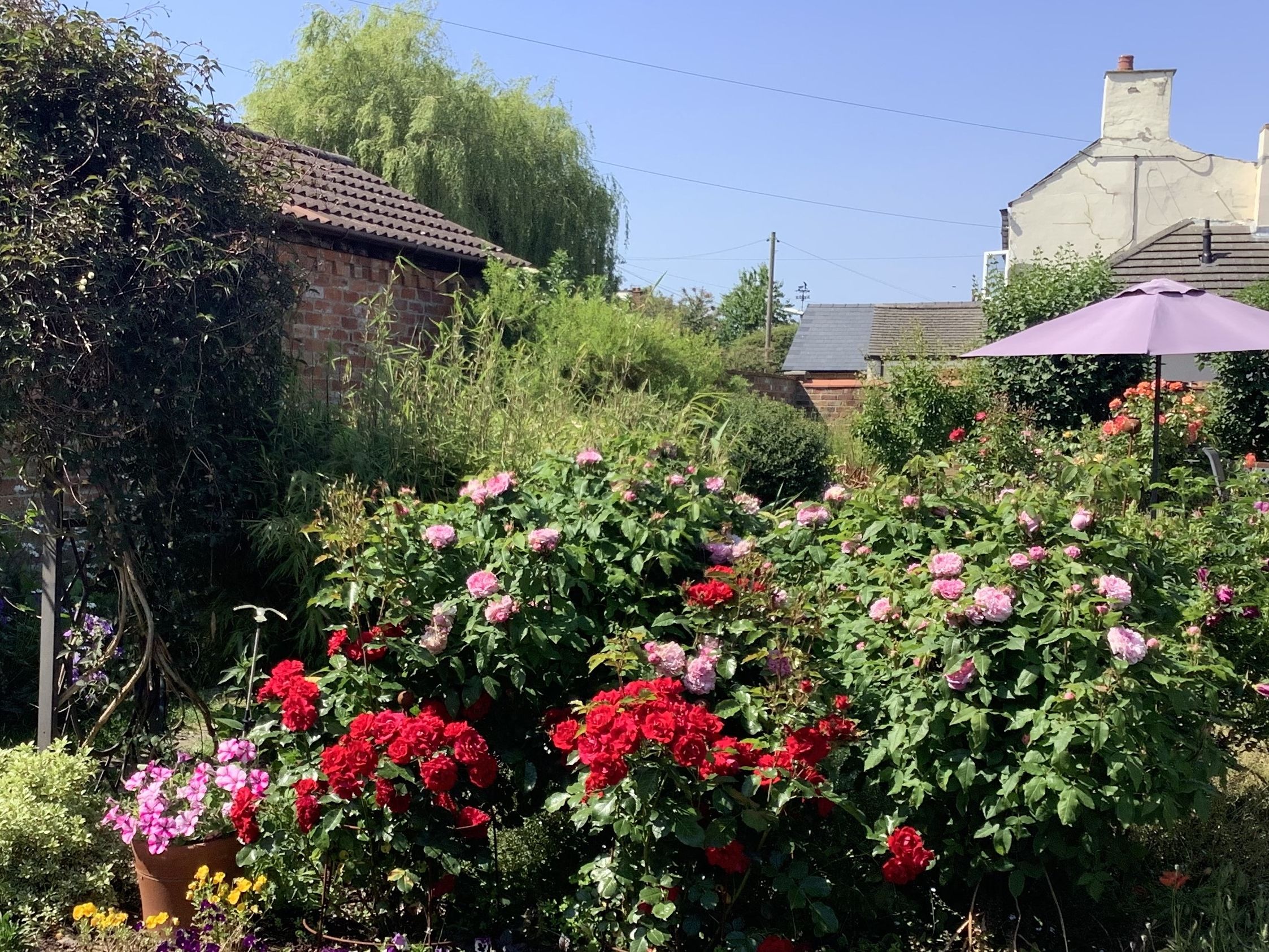 Garden view with red and pink Roses